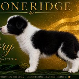 Female 3 - Black female Border Collie puppy in Shell Knob, Missouri from Stoneridge Kennel