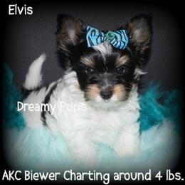 AKC Elvis Labor Day Sale 300 off price - Black tan and white male Biewer Terrier puppy in Kennesaw, Georgia from Dreamy Pups