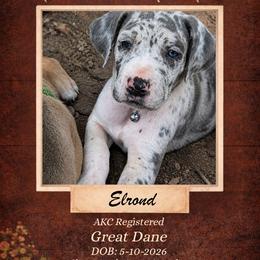 Elrond - Harlequin male Great Dane puppy in Citra, Florida from AEW Farm