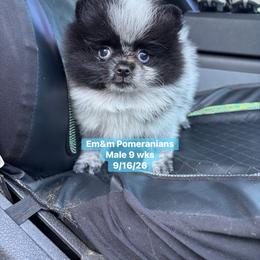 Black parti roan 2995 pet only - Black parti male Pomeranian puppy in Kentucky from Em&M Pomeranians