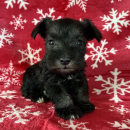 Donner Genetically Clear - Salt and pepper male Miniature Schnauzer puppy in Klingerstown, Pennsylvania from Clay Hill Kennels