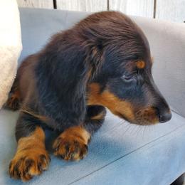 Dakota - Black and tan male Dachshund puppy in Mountain Grove, Missouri from Callaway Country Dachshunds