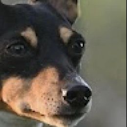 Toy Fox Terriers from Tombstone TFTs