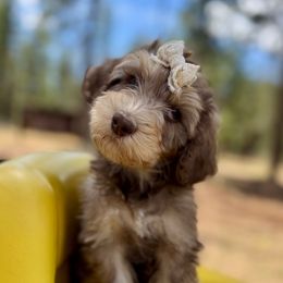 Hot Lips Hoolihan - Brown female Bernedoodle puppy in Lookout, California from Remington Kennels, LLC