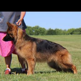 Kat - German Shepherd