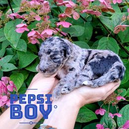 Pepsi - Blue merle male Aussiedoodle puppy in Cambridge, Minnesota from Country Meadow Doodles