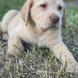 Labrador Retriever Puppies from Creekside Canines