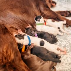 English Cocker Spaniel Puppies from MD Dogs Inc