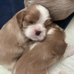 Purple Boy - Blenheim male Cavalier King Charles Spaniel puppy in Mt. Ulla, North Carolina from Divine Cavaliers