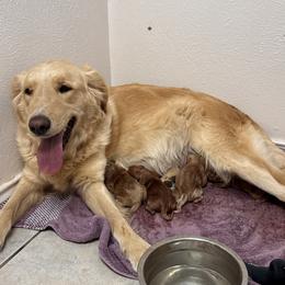 Scout - Golden Retriever