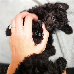 Black Betty - Black female Poodle puppy in Coolidge, Arizona from Effervescent-Pooches