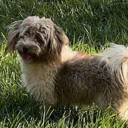 Coco - Havanese