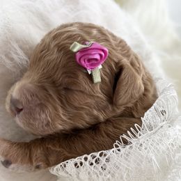 Labradoodle Puppies from Uintah Basin Doodles