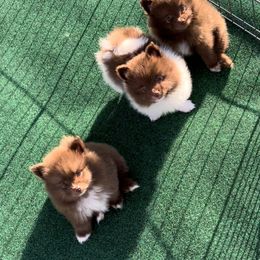 Pomeranian Puppies from Lucky Poms