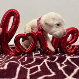 Dark pink collar - Red female Cane Corso puppy in Snellville, Georgia from A Really Good Kennel
