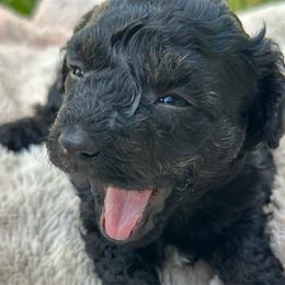 Ariel - Black female Havapoo puppy in Aurora, Colorado from Miroslava's Puppies