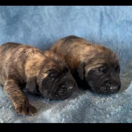 Donatello - Brindle male Mastiff puppy in Wewoka, Oklahoma from P Diamond Mastiffs