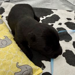 No Collar - Brindle male Scottish Terrier puppy in Fort Oglethorpe, Georgia from Moo's Scotties