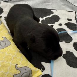 No Collar - Brindle male Scottish Terrier puppy in Fort Oglethorpe, Georgia from Moo's Scotties