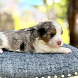 Biscuit - Black collar - Blue merle male Bernedoodle puppy in Highland, Utah from Angel Pups Deluxe