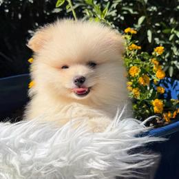 Ronaldo - Cream male Pomeranian puppy in Los Angeles, Santa Clarita, California from LT_Poms