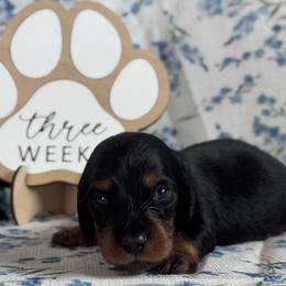 Lorax - Black and tan male Dachshund puppy in Dothan, Alabama from Little House Pups