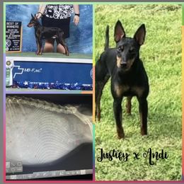 Andi - Manchester Terrier