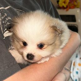 Aspen - Chocolate merle male Pomeranian puppy in Zavalla, Texas from Precious Puff Poms
