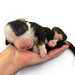 Girl 2 - Tri-color female Bernedoodle puppy in Wamego, Kansas from Doodles of Oz