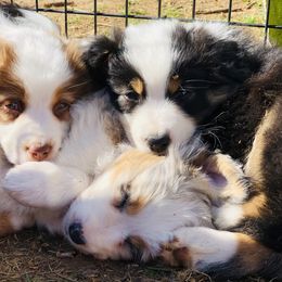 Australian Shepherd Puppies from Tru Blu Aussies