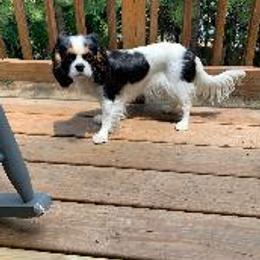 Ellie - Cavalier King Charles Spaniel