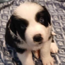 Olaf - Silver - Boy - Black tri-color male Australian Shepherd puppy in Charlotte, North Carolina from Tranquility Trail Aussies
