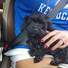 Molly - Black female Cavapoo puppy in London, Kentucky from Blue Meadow Puppies
