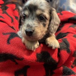 Dapple - Black and cream male Dachshund puppy in Hebron, Indiana from MCS Dachshunds