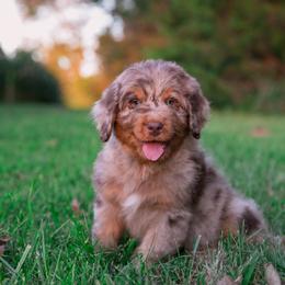 Australian Mountain Doodle Puppies from Brick House Farm Doodles
