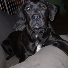 Inderi - Boerboel puppy from Flanders Kennels LLC
