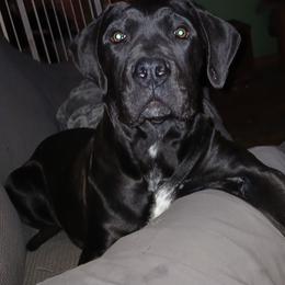Inderi - Boerboel puppy from Flanders Kennels LLC