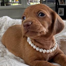 Cherry - Sable female Dachshund puppy in Wallingford, Kentucky from Hensley Homestead Dachshunds