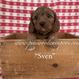 Cavapoo Puppies from Pinewood Cavapoos
