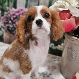 Aussiedoodles, Cavalier King Charles Spaniels, Cavapoos, and Poodles from Leerose Puppies