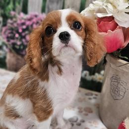 Aussiedoodles, Cavalier King Charles Spaniels, Cavapoos, and Poodles from Leerose Puppies