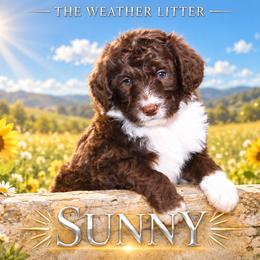Girl 3 - female Bernedoodle puppy in Westminster, South Carolina from Goldendoodlepuppiessc