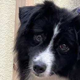 Miniature American Shepherds from Givadem