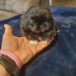 Blackberry - Black male Pekingese puppy in Kingman, Arizona from Faithful companions