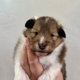 Bubbles Girl 1 - Sable and white female Shetland Sheepdog puppy in Catawba, North Carolina from Candescent Shetland Sheepdogs