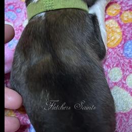 Green Collar - Mahogany and white female Saint Bernard puppy in New Philadelphia, Ohio from Fletchers Saints