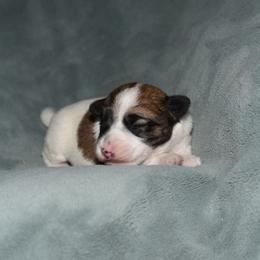 Paige Girl 1 - White and tan female Russell Terrier puppy in Middletown, Virginia from DBF Russell Terriers