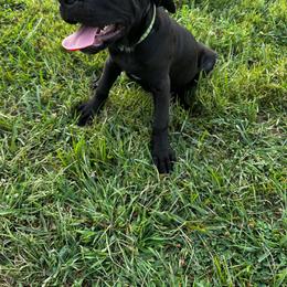 Dark Collar Female - Black female Cane Corso puppy in Princeton, Indiana from C&M Cane Corso