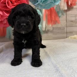 Finn - Black male Cockapoo puppy in Richton, Mississippi from Magnolia Hill Doodles