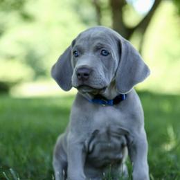 Blue - Silver gray female Weimaraner puppy in Ruckersville, Virginia from Twelve Acre Wood Weimaraners